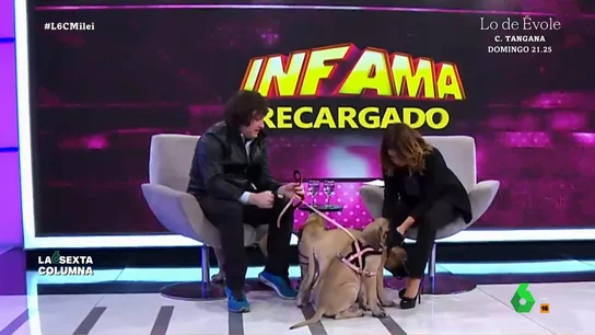 El presidente de Argentina, Javier Milei, con sus perros clonados. La intrahistoria de Conan, el fiel compañero de Milei: "Piensa que es su perro muerto el que le dice que se meta en política"