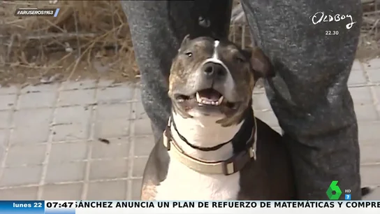 Si tu perro no te hace ni caso, puede que no sea enteramente culpa tuya: estas son las 5 razas más desobedientes Si tu perro no te hace ni caso, puede que no sea enteramente culpa tuya: estas son las 5 razas más desobedientes