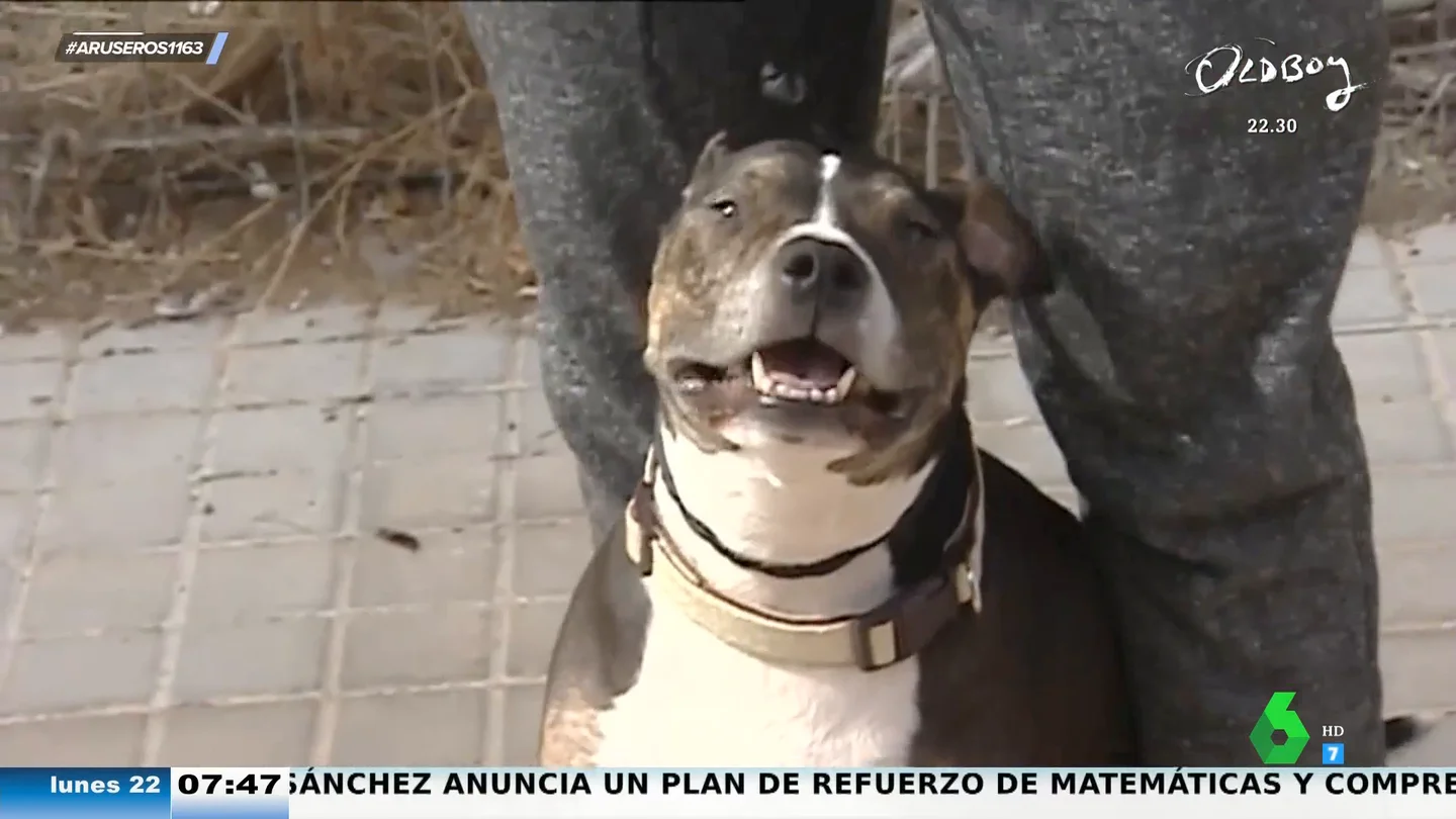 Si tu perro no te hace ni caso, puede que no sea enteramente culpa tuya: estas son las 5 razas más desobedientes Si tu perro no te hace ni caso, puede que no sea enteramente culpa tuya: estas son las 5 razas más desobedientes