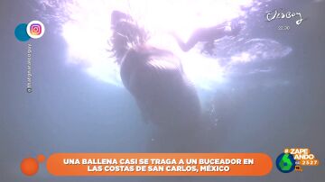 El susto de un buceador al advertir el paso de una ballena a centímetros en la costa mexicana de San Carlos