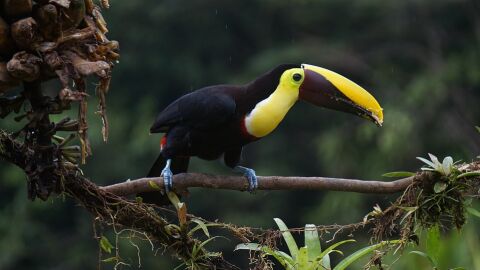 Tucán. Costa Rica