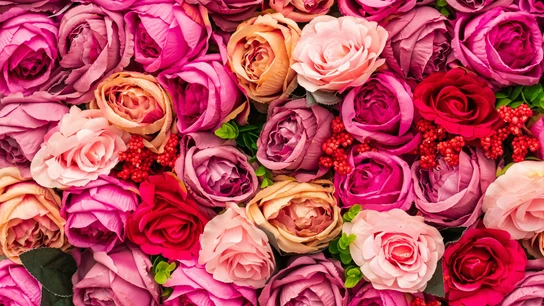 Rosas de diferentes tonos. Rosas de diferentes tonos.