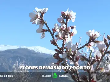 Floración anticipada y pistas de esquí sin nieve: los efectos de unas temperaturas de primavera en enero
