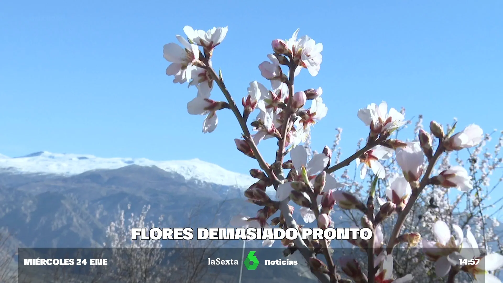 Floración anticipada y pistas de esquí sin nieve: los efectos de unas temperaturas de primavera en enero