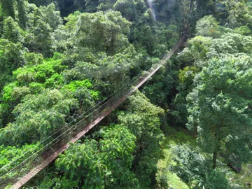Puentes colgantes. Circuito del café. Panamá Puentes colgantes. Circuito del café. Panamá