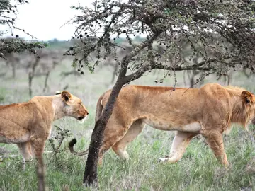 Los leones comen menos cebras por culpa de hormigas invasoras Los leones comen menos cebras por culpa de hormigas invasoras