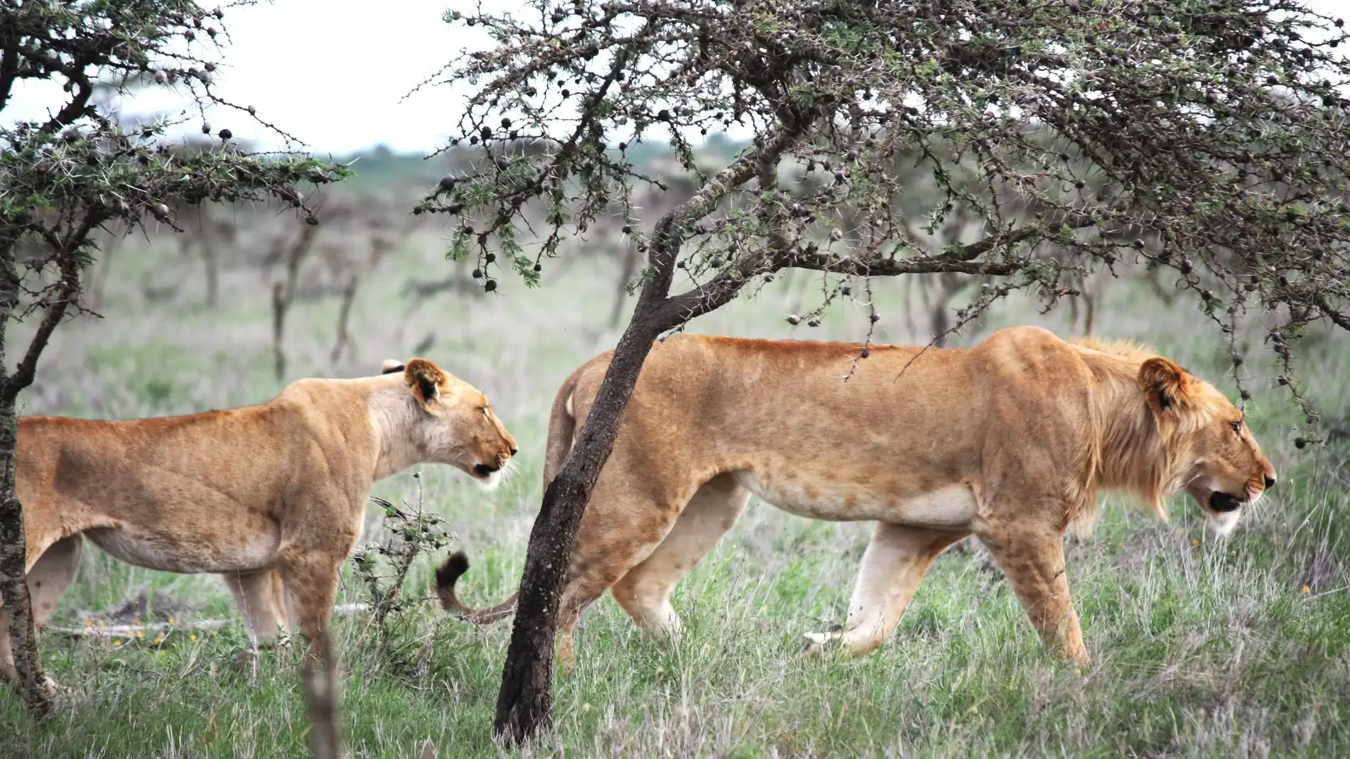 Los leones comen menos cebras por culpa de hormigas invasoras