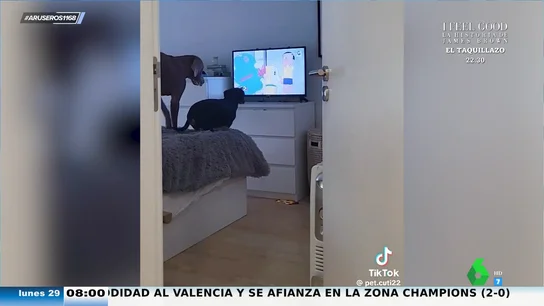 La increíble reacción de unos perros cuando su dueño les quita Doraemon de la tele La increíble reacción de unos perros cuando su dueño les quita Doraemon de la tele
