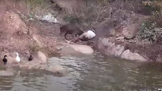 Frank Cuesta, atacado por un ciervo Frank Cuesta, atacado por un ciervo