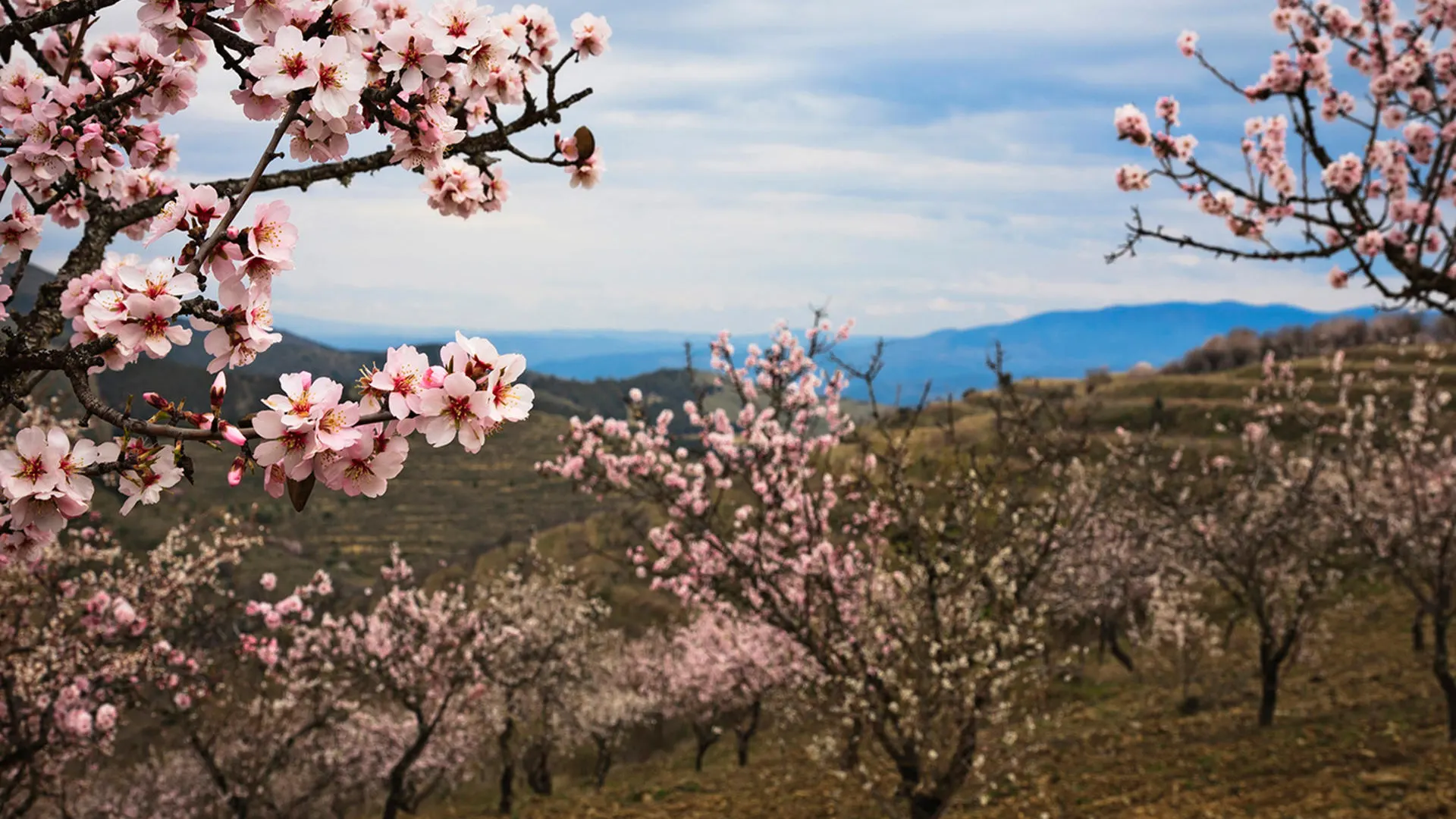 Imagen de archivo de almendros en flor.