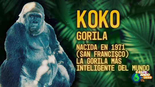 Descubre a Koko, la gorila más inteligente del mundo que llegó a tener un gato como mascota Descubre a Koko, la gorila más inteligente del mundo que llegó a tener un gato como mascota