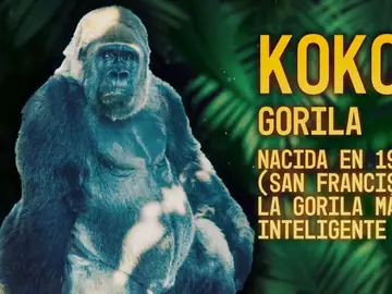 Descubre a Koko, la gorila más inteligente del mundo que llegó a tener un gato como mascota