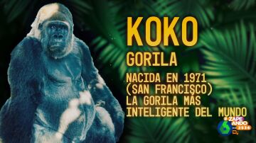 Descubre a Koko, la gorila más inteligente del mundo que llegó a tener un gato como mascota