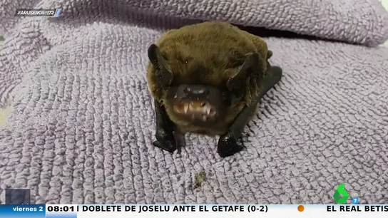 Una familia adopta a un murciélago como mascota: "Dicen que es simpático, pero cuando muestra los colmillos da miedo" Una familia adopta a un murciélago como mascota: "Dicen que es simpático, pero cuando muestra los colmillos da miedo"
