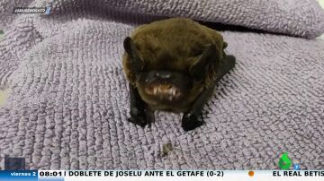 Una familia adopta a un murciélago como mascota: "Dicen que es simpático, pero cuando muestra los colmillos da miedo"