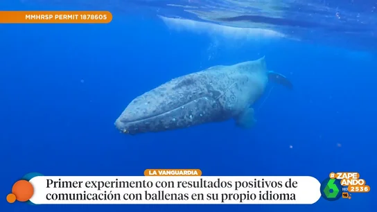Así fue la primera conversación sonora entre unos científicos y una ballena Así fue la primera conversación sonora entre unos científicos y una ballena
