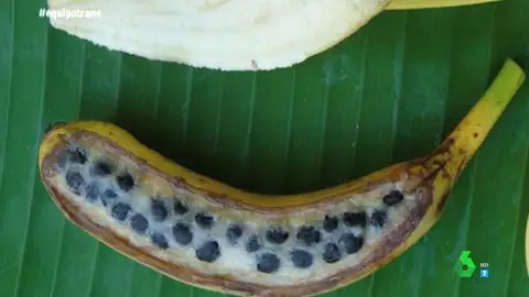 Un bioquímico muestra cómo eran las zanahorias y plátanos antes de ser modificados genéticamente