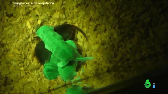 Ratones fluorescentes creador a partir de la modificación genética Ratones fluorescentes creador a partir de la modificación genética