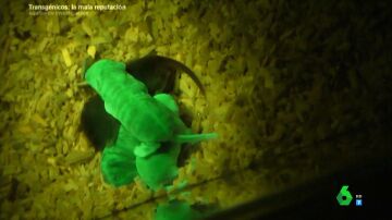 Ratones fluorescentes creador a partir de la modificación genética 