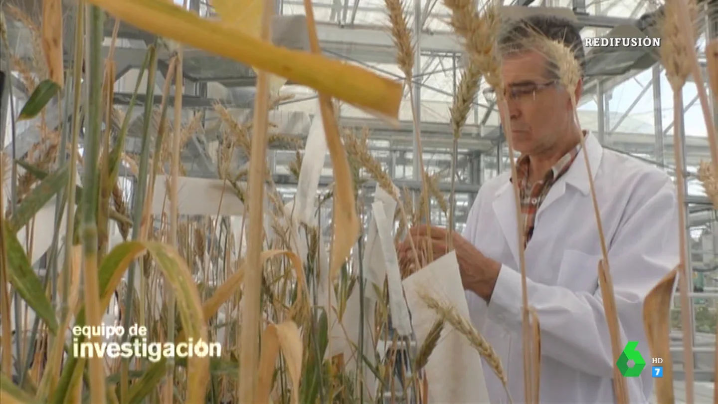 Gloria Serra descubre que España es el principal productor de maíz modificado genéticamente de Europa Gloria Serra descubre que España es el principal productor de maíz modificado genéticamente de Europa