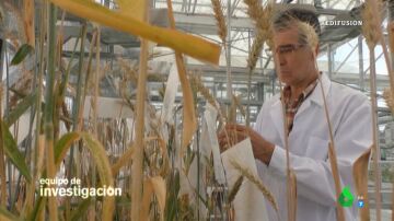 Gloria Serra descubre que España es el principal productor de maíz modificado genéticamente de Europa