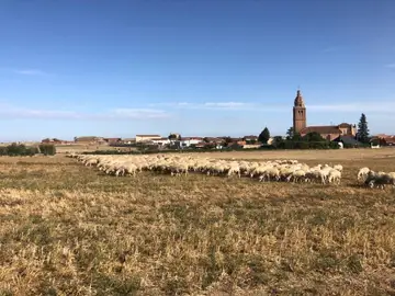 Rebaño en la Ruta del Vino de Rueda Rebaño en la Ruta del Vino de Rueda