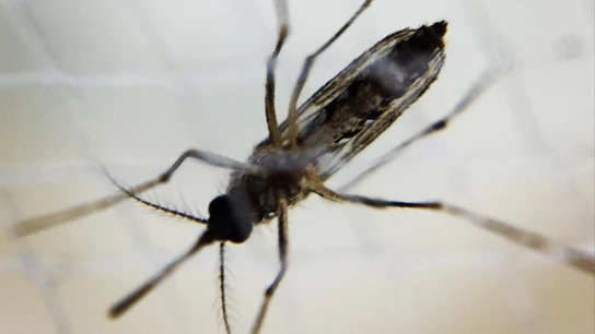 Dengue, mosquito.  Dengue, mosquito.