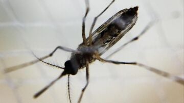 Dengue, mosquito. 