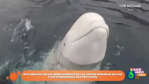 De una paloma a una beluga: Zapeando repasa la lista de animales detenidos tras ser acusados de espionaje