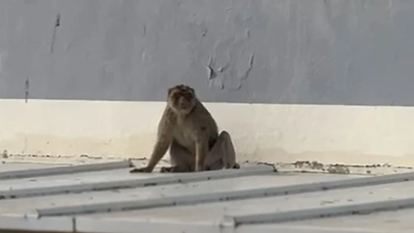 Un mono avistado en los tejados de dos institutos en la Línea de la Concepción, Cádiz Un mono avistado en los tejados de dos institutos en la Línea de la Concepción, Cádiz
