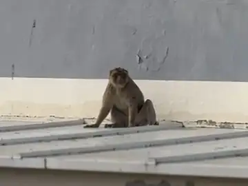 Un mono avistado en los tejados de dos institutos en la Línea de la Concepción, Cádiz