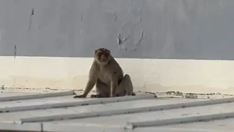 Un mono avistado en los tejados de dos institutos en la Línea de la Concepción, Cádiz