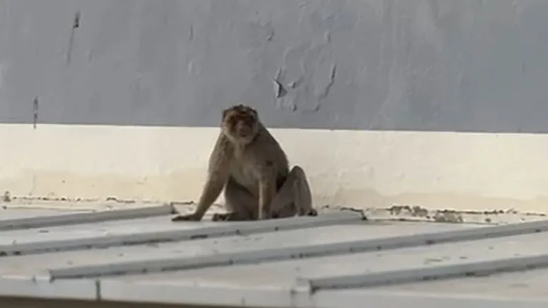 Un mono avistado en los tejados de dos institutos en la Línea de la Concepción, Cádiz