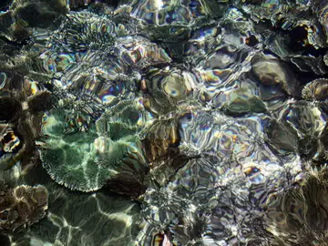 ¿Ha superado el mundo el límite de los 1,5 grados? Las esponjas marinas sugieren que sí ¿Ha superado el mundo el límite de los 1,5 grados? Las esponjas marinas sugieren que sí