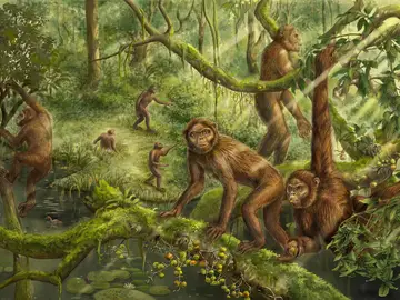 ¿Cuándo empezó el bipedismo humano? El fósil del oído interno de un simio da pistas sobre su origen ¿Cuándo empezó el bipedismo humano? El fósil del oído interno de un simio da pistas sobre su origen