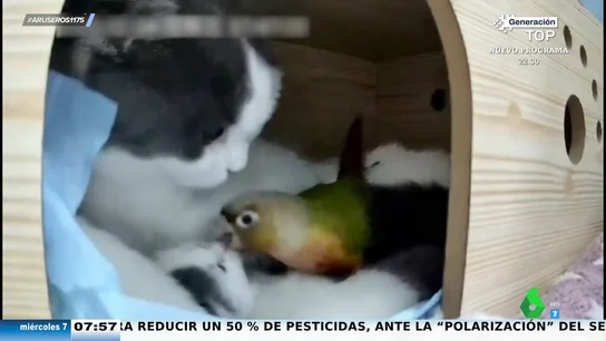 La sorprendente amistad entre un loro y un gato: así acuna el felino al ave y deja que se acurruque en su pelo La sorprendente amistad entre un loro y un gato: así acuna el felino al ave y deja que se acurruque en su pelo