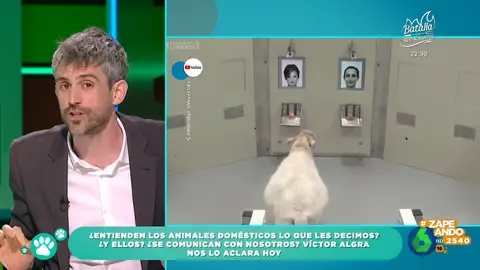 El veterinario Víctor Algra apunta que las ovejas tienen capacidad para reconocer caras de humanos