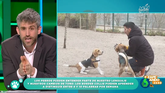 ¿Entienden los perros lo que les decimos? El veterinario Víctor Algra explica cuáles son las razas con mayores capacidades ¿Entienden los perros lo que les decimos? El veterinario Víctor Algra explica cuáles son las razas con mayores capacidades