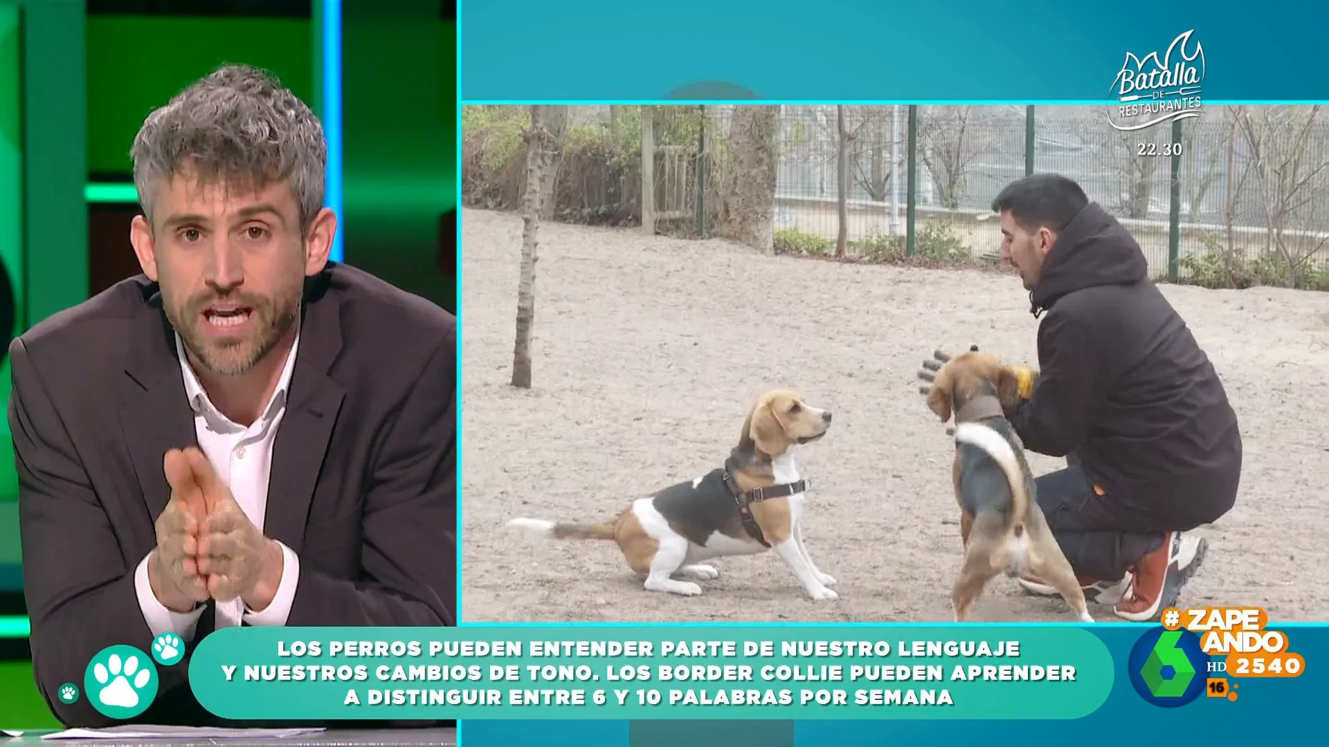 ¿Entienden los perros lo que les decimos? El veterinario Víctor Algra explica cuáles son las razas con mayores capacidades