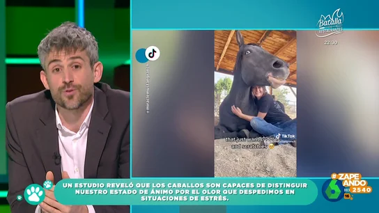 ¿Sabías que los caballos pueden detectar nuestro estado de ánimo? El veterinario Víctor Algra explica cómo hacen ¿Sabías que los caballos pueden detectar nuestro estado de ánimo? El veterinario Víctor Algra explica cómo hacen