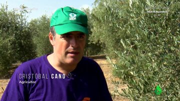Un agricultor vaticina "otra cosecha perdida" ante la escasez de olivas: "Es como encontrar una aguja en un pajar"