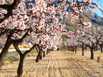 Almendros en flor Almendros en flor