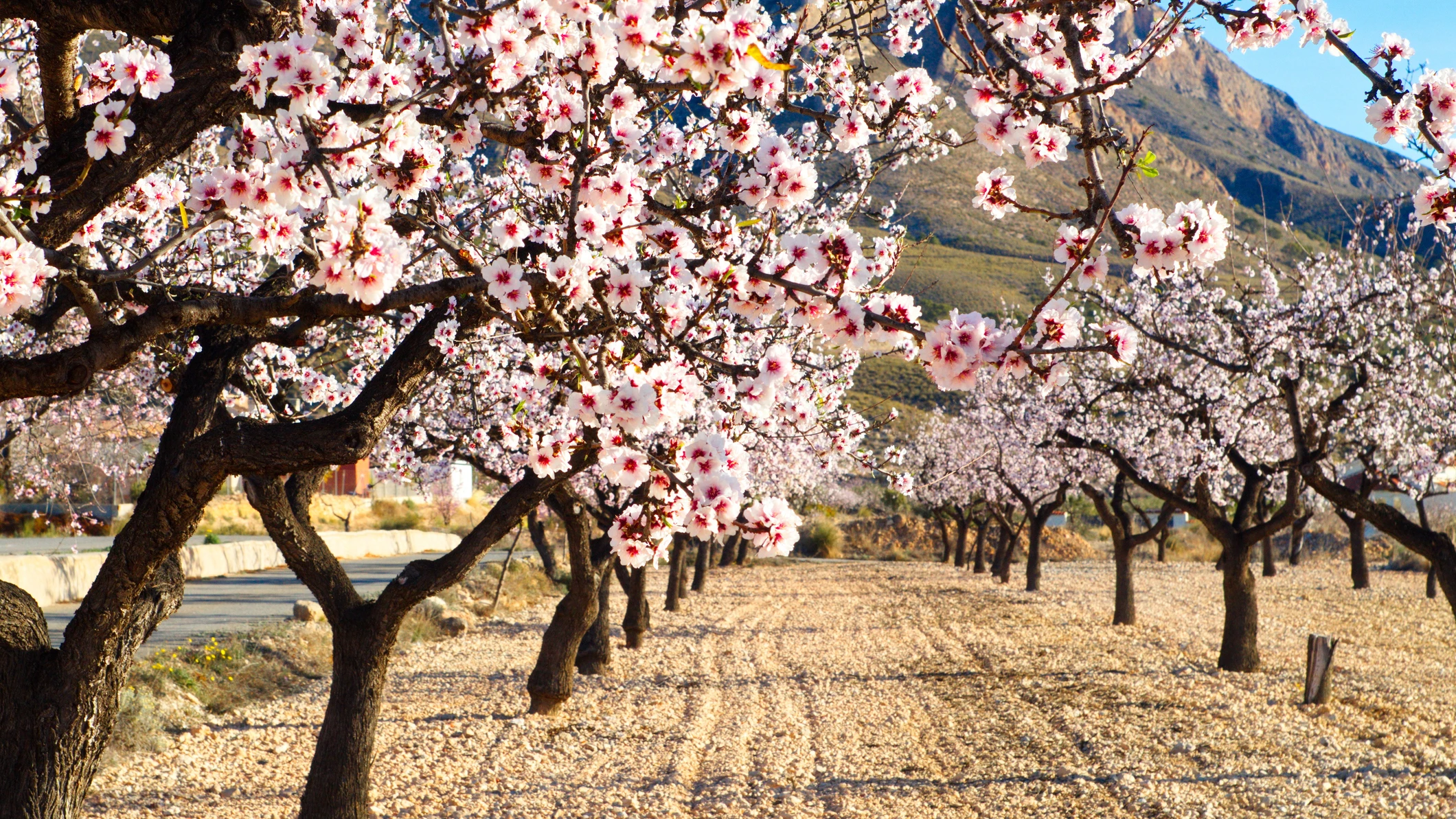 Almendros en flor