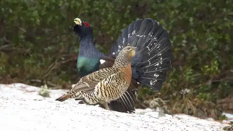 Macho y hembra de urogallo pirenaico Macho y hembra de urogallo pirenaico