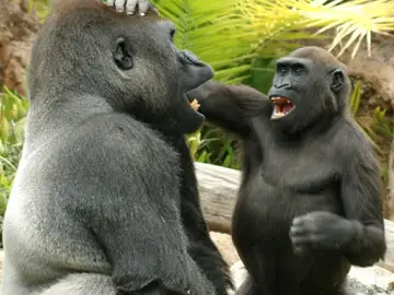 Los simios también tienen sentido del humor Los simios también tienen sentido del humor