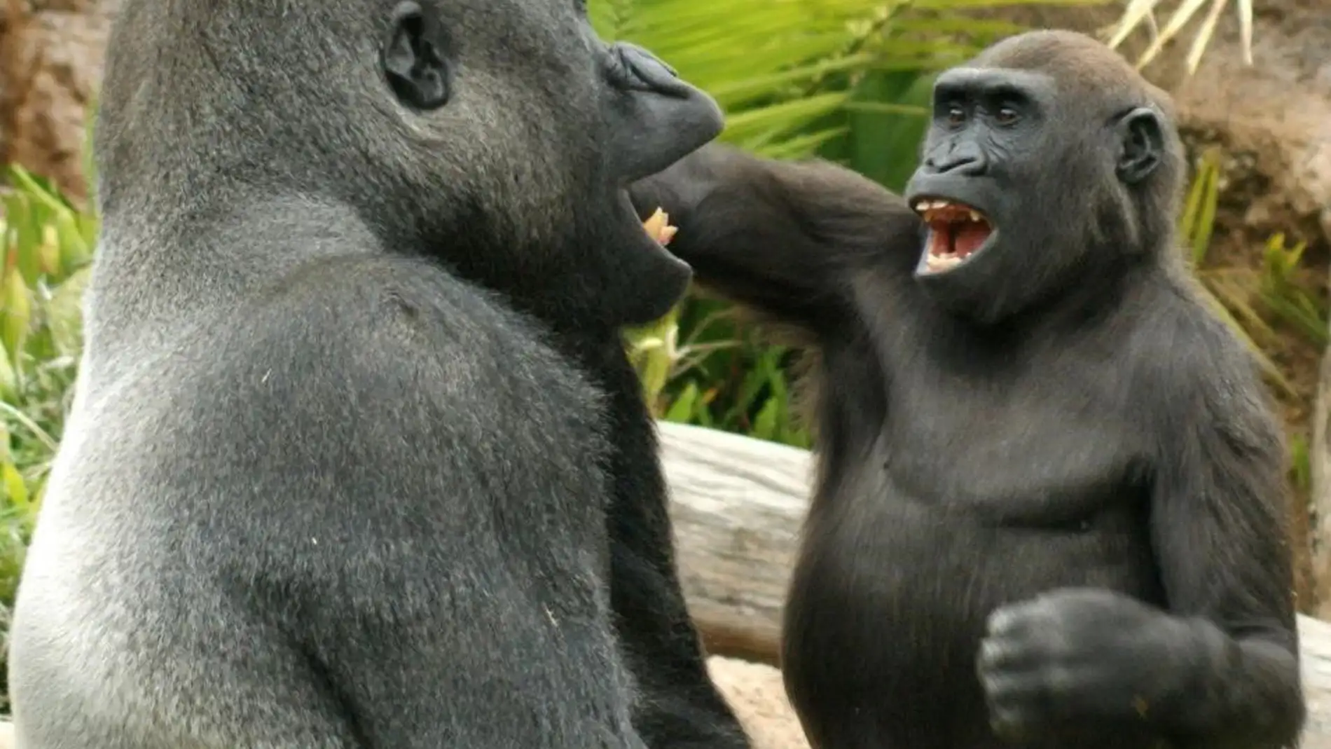 Los simios también tienen sentido del humor Los simios también tienen sentido del humor