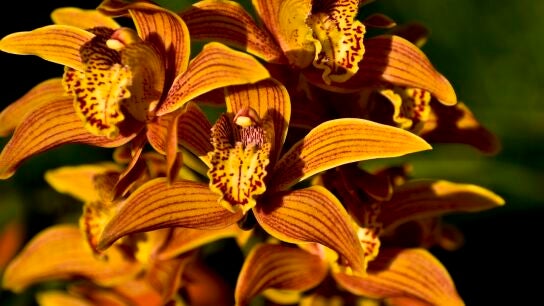 Orquídeas.