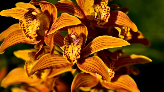 Orquídeas. Orquídeas.