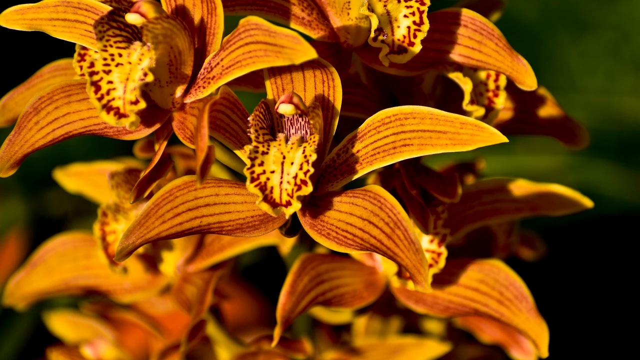 Orquídeas.