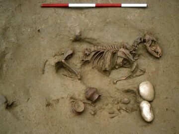 Misterio científico: 16 personas enterradas en Verona con perros, caballos, cerdos y gallinas hace más de 2.000 años